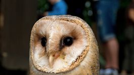 Driemajúca sova so srdiečkom v tvári