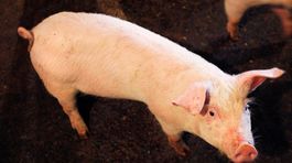 Štát podporí chovateľov dojníc a prasníc