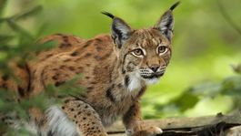 Rys ostrovid na človeka neútočí