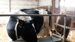 Koľko fariem prežije? AŽ 100 sa pripravuje na zánik