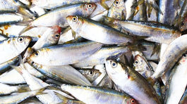 Stredomorské ryby majú v žalúdku plast