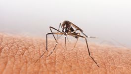 WHO zvoláva zasadnutie krízového výboru kvôli vírusu Zika