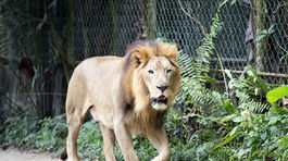 Lev v meste Zděchov v Česku usmrtil chovateľa