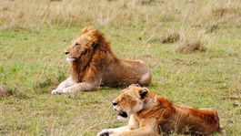 Levy sa márne snažili uloviť šupinavca