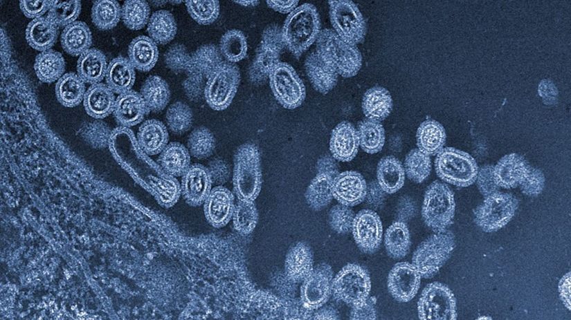 H7N9, vtáčia chrípka, kmeň