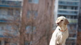 Technológie pomáhajú strážiť domácich miláčikov