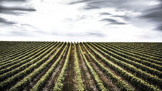 Vinohrad v oblasti Grande Champagne.