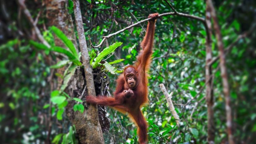 orangutan, les, prales, Sumatra, Jáva