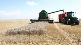 Na juhu Slovenska sa začína žatva, vlani bola ešte skôr