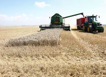 poľnohospodárstvo, žatva, farma, farmár, kombajn, vidiek