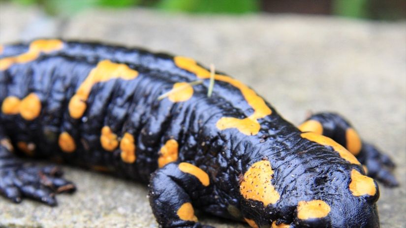 salamandra škvrnitý, hubové ochorenie