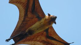 Hadí ostrov, potkaní chrám, jaskyňa švábov: Antidovolenkové miesta ako vyšité