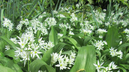 Najlepšie recepty na zdravé a jarné pesto