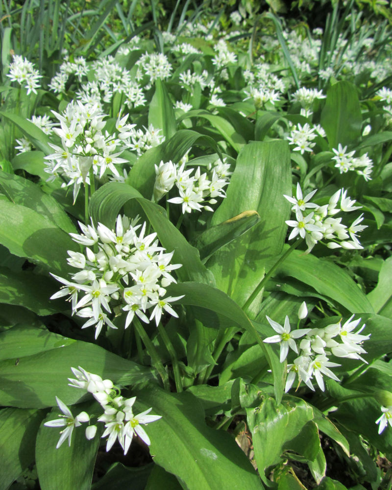 Cesnak medvedí - Allium ursinum.