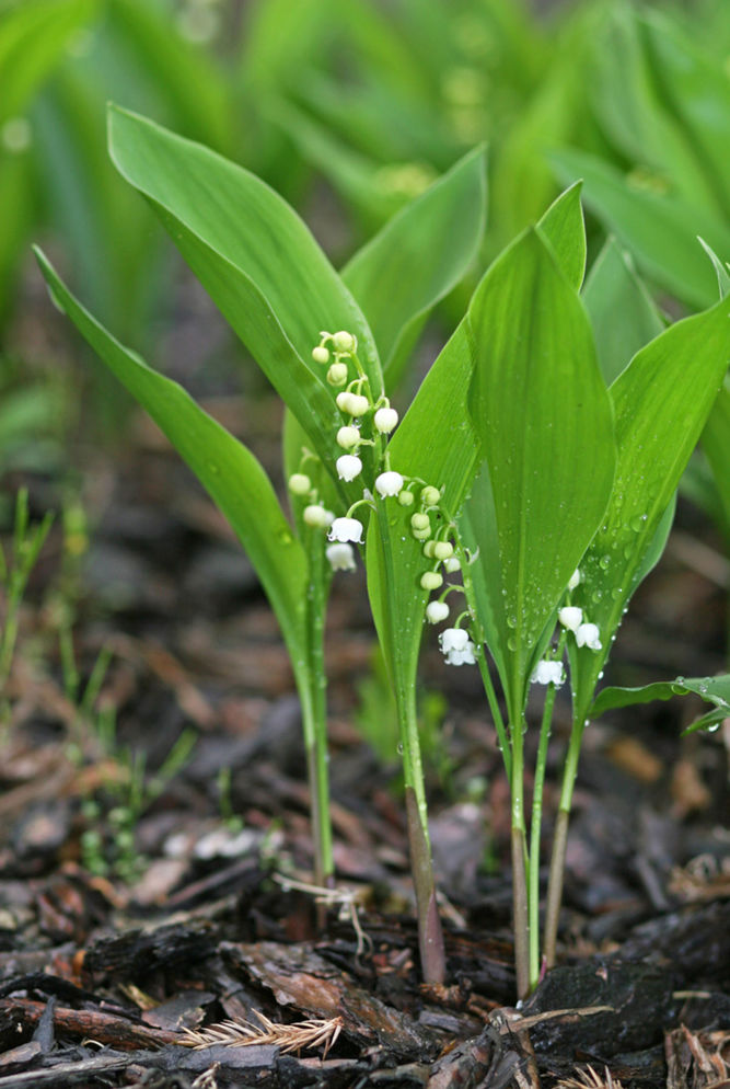 Konvalinka voňavá - Convallaria majalis.