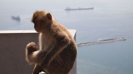 Drzé opice sú všade a číhajú na jedlo