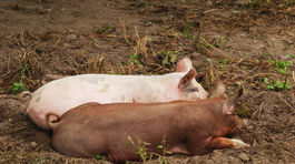 Mor ošípaných sa dostal do ďalšej obce