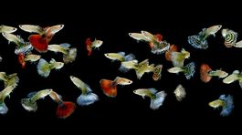 Gupky majú bojovať proti horúčke dengue