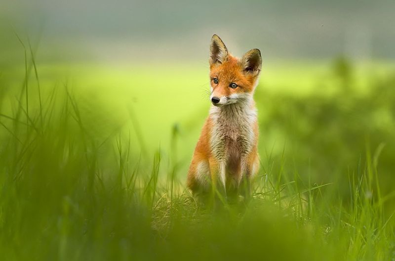 Na kopčeku v tráve