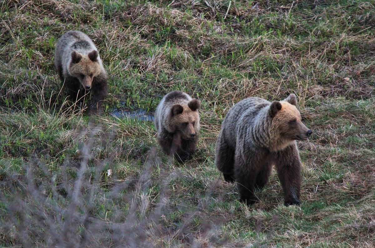 Takto sa približovali...