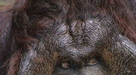 Orangutany svoje cesty plánujú a informujú o nich