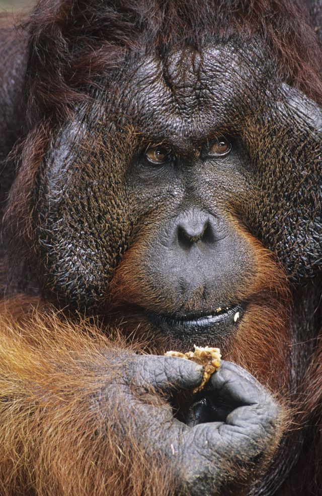 Samce orangutanov dávajú vopred na známosť,...