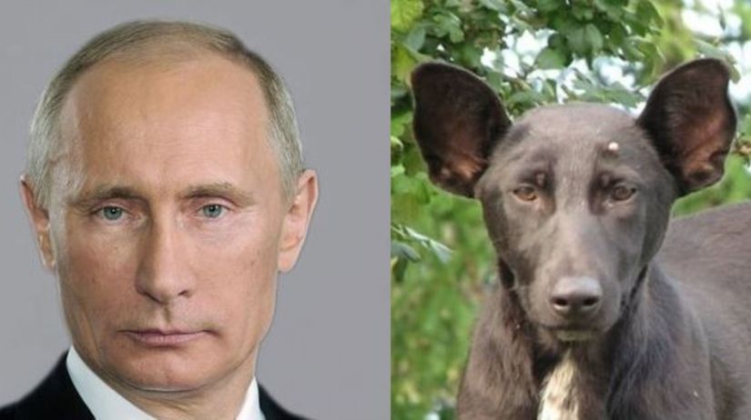pes, Putin