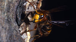 Obrie sršne sú vražednou hrozbou aj lahôdkou - dusenou aj vyprážanou so žihadlom