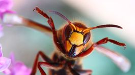 Sršne v Číne zabili 19 ľudí, prepadávajú aj školy