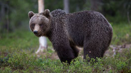 Poľovníci žiadajú ministra Budaja, aby prehodnotil svoj postoj k odstrelu medveďov