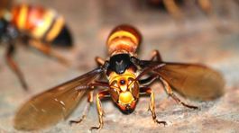 Zúrivé sršne v Číne naďalej zabíjajú ľudí, vláda verbuje odborníkov