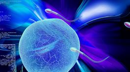 Vedci potvrdili úlohu enzýmu akrosín pre priebeh oplodnenia