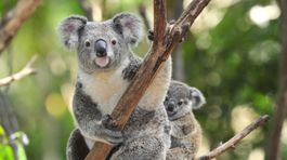 Austrália zachraňuje koaly