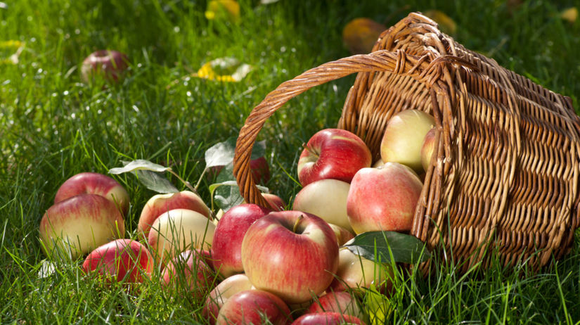 jablká, košík, jeseň, zber, vitamíny, výživa