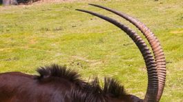 Angola môže prísť o národný symbol, antilopy vrané miznú