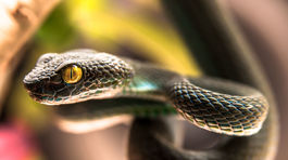 Hady nad hlavou! Ponad cestu postavili 27-metrový most pre plazy