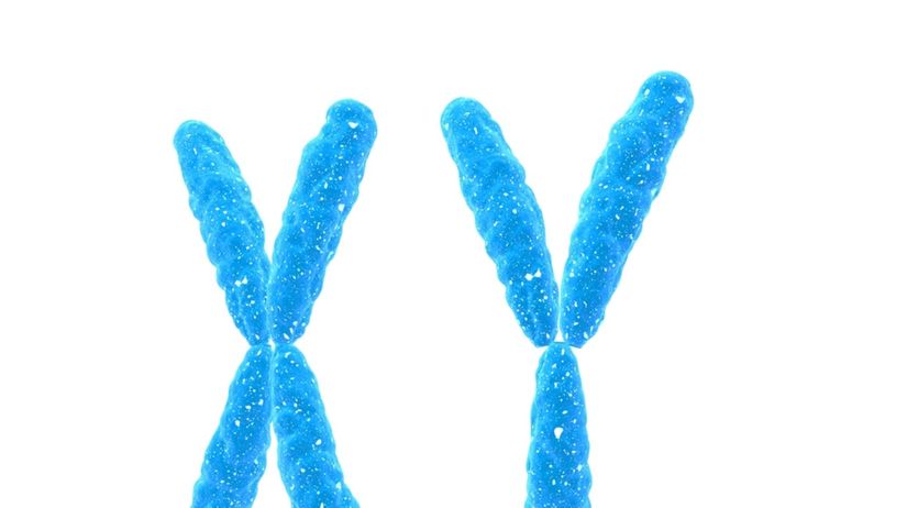 chromozóm X a Y