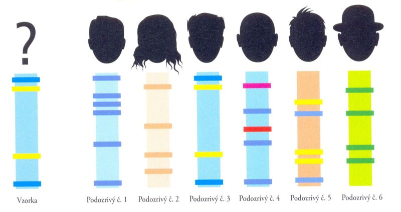 Profily DNA
