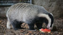 jazvec, melón, zoo