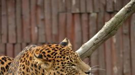 leopard, zoo,