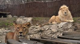 lev, levy, zoo