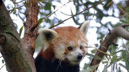 panda, zoo,