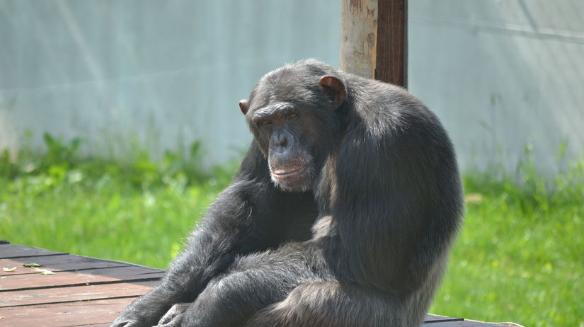 Orangutany sa vedia zabaviť aj s tými...