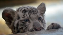 tiger, tigrica, zoo