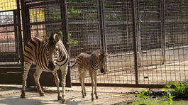 zebra, zoo,