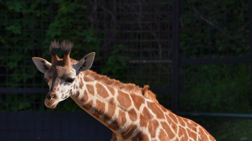 Žirafy v zoo žijú so zebrami.