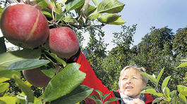 Klíma ničí ovocinárov