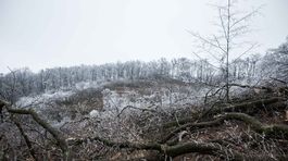 Lesy SR porušili dohodu o obmedzenom výrube, upozorňujú bratislavskí starostovia
