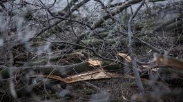 Pri bratislavskom Horskom parku vyrúbali stromy, polícia to preveruje