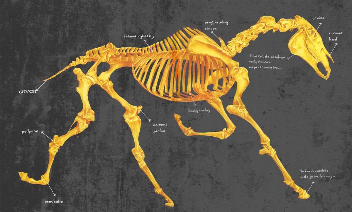 Kôň - kostra.